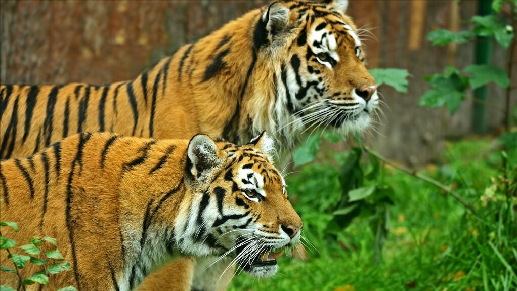 大白鲨咬合力真的只有400公斤吗,十大咬合力最强动物巨齿鲨