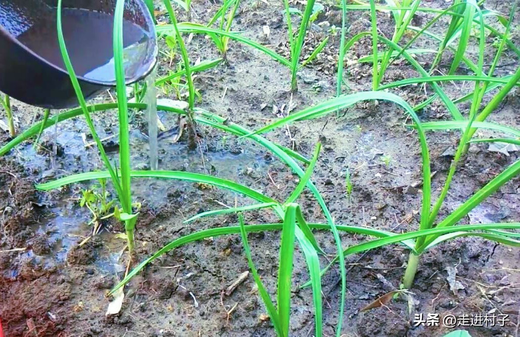 茄子种下不长高怎么回事,盆栽茄子不长怎么办