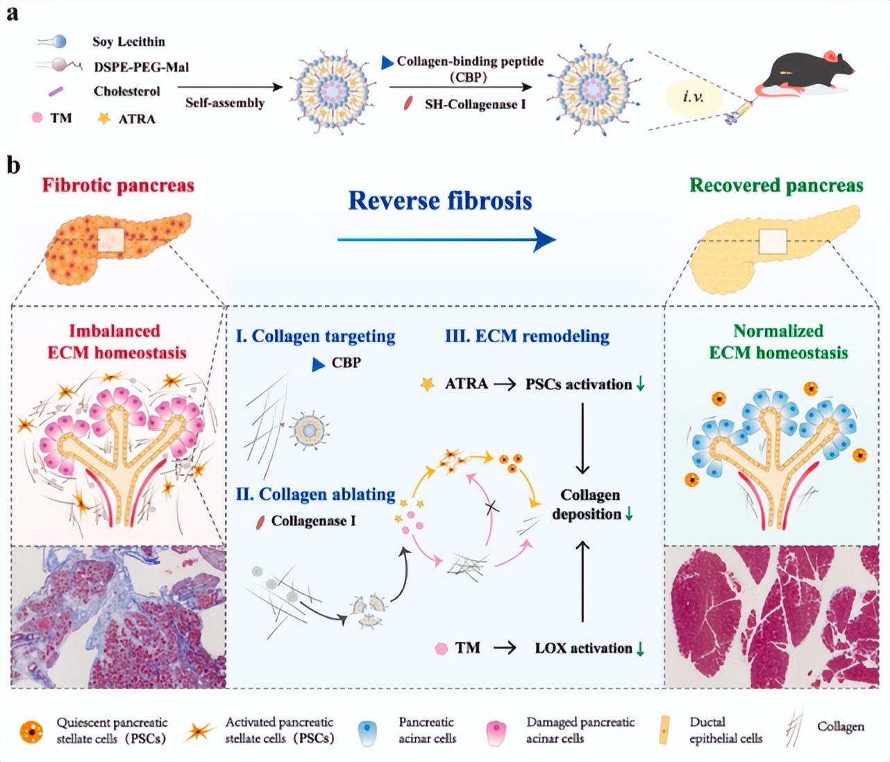 李玲教授药物,李玲教授谈药