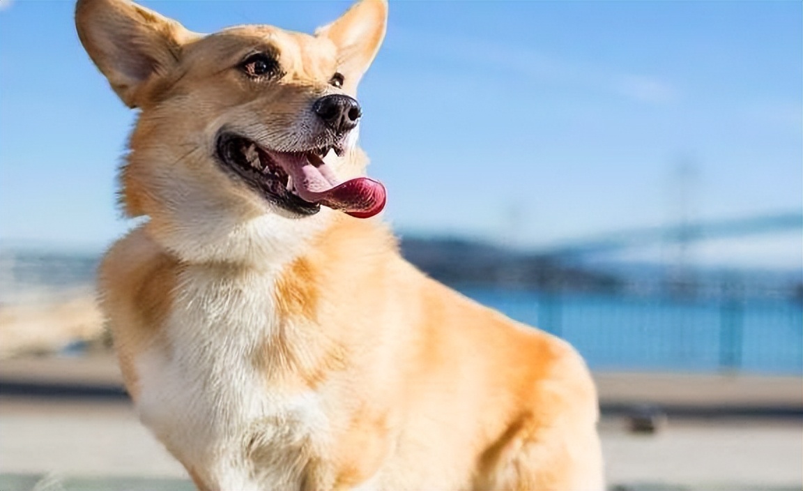 养柯基幼年需要注意的一些事项,养三个月幼崽柯基新手要注意什么