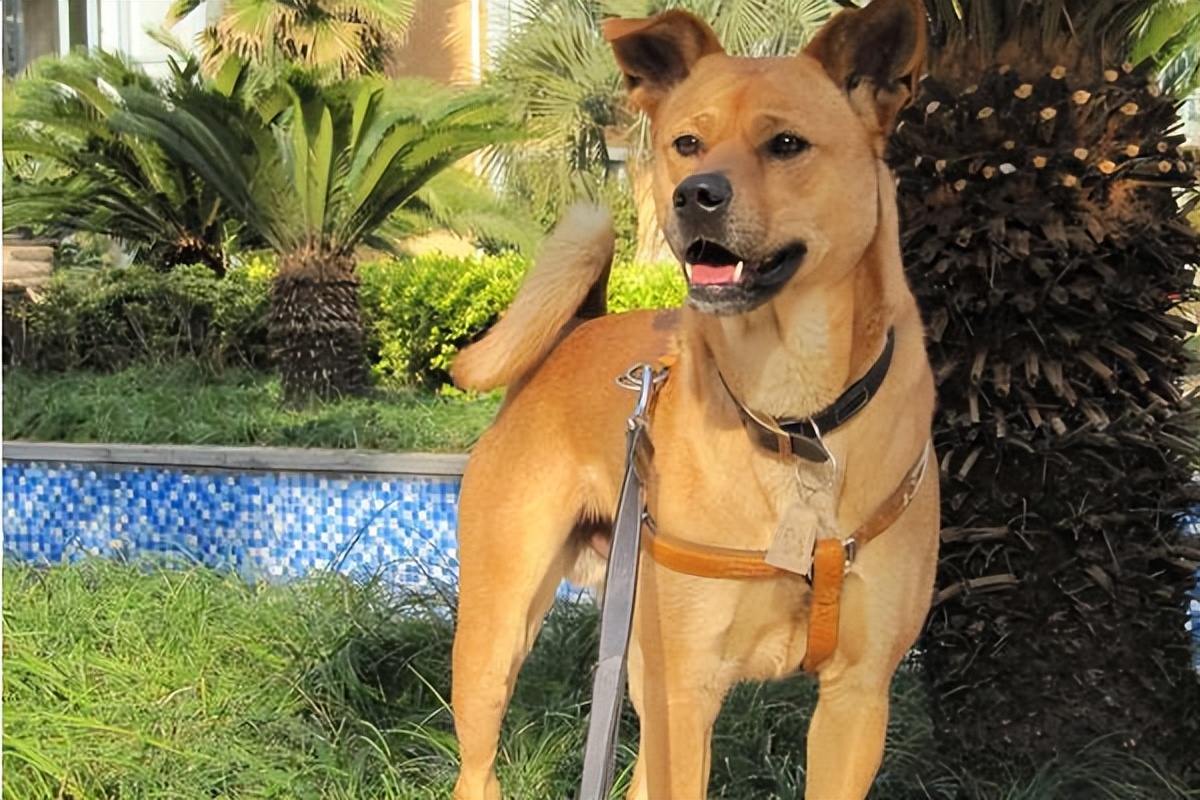 中华田园犬被列入名犬,中华田园犬有什么优点和缺点