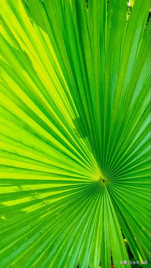 最美的手机壁纸大全,养眼养心的壁纸