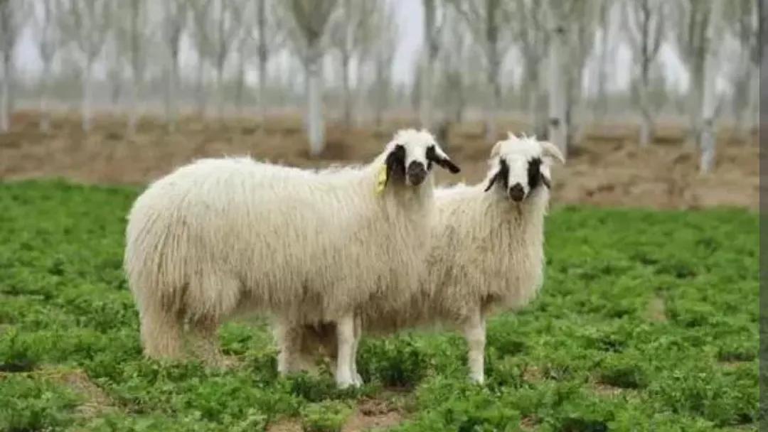 东方甄选要选真的,东方甄选是真的还是假的