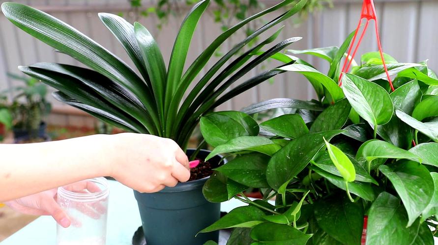 春天养君子兰，做好“4件事”，多长新叶子，花期满盆冒花箭