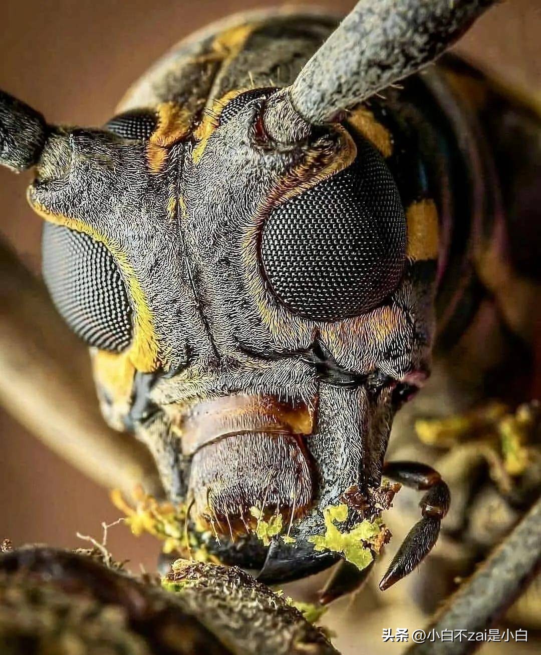 显微镜观察昆虫脸视频,昆虫在显微镜下的真正面目