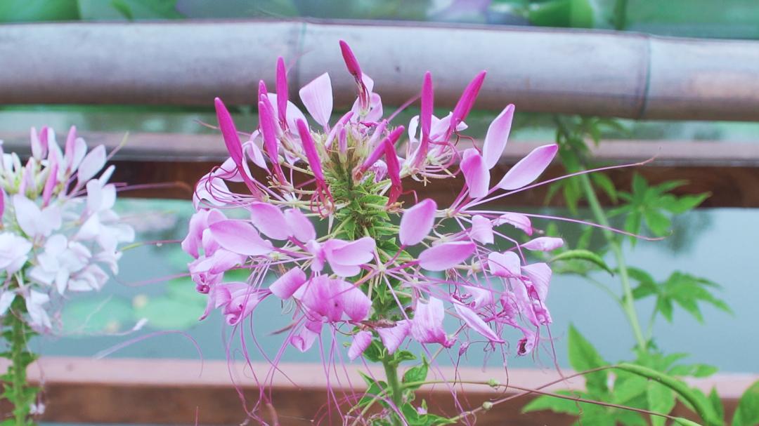 爱牙护牙健康知识优质课,爱牙护牙去哪里学习