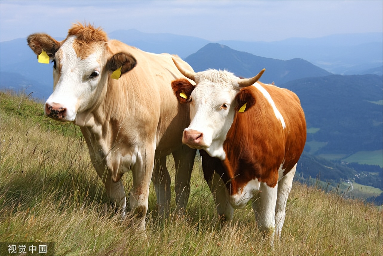 牛的瘤胃臌气发病原因,牛瘤胃臌气的治疗方法