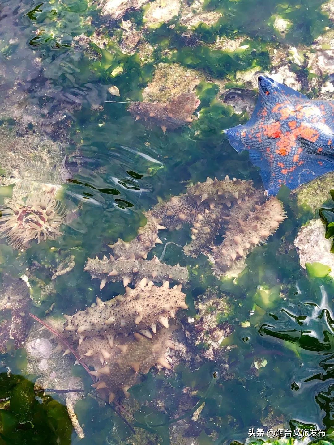 烟台养马岛夏季,烟台养马岛什么天气适合去