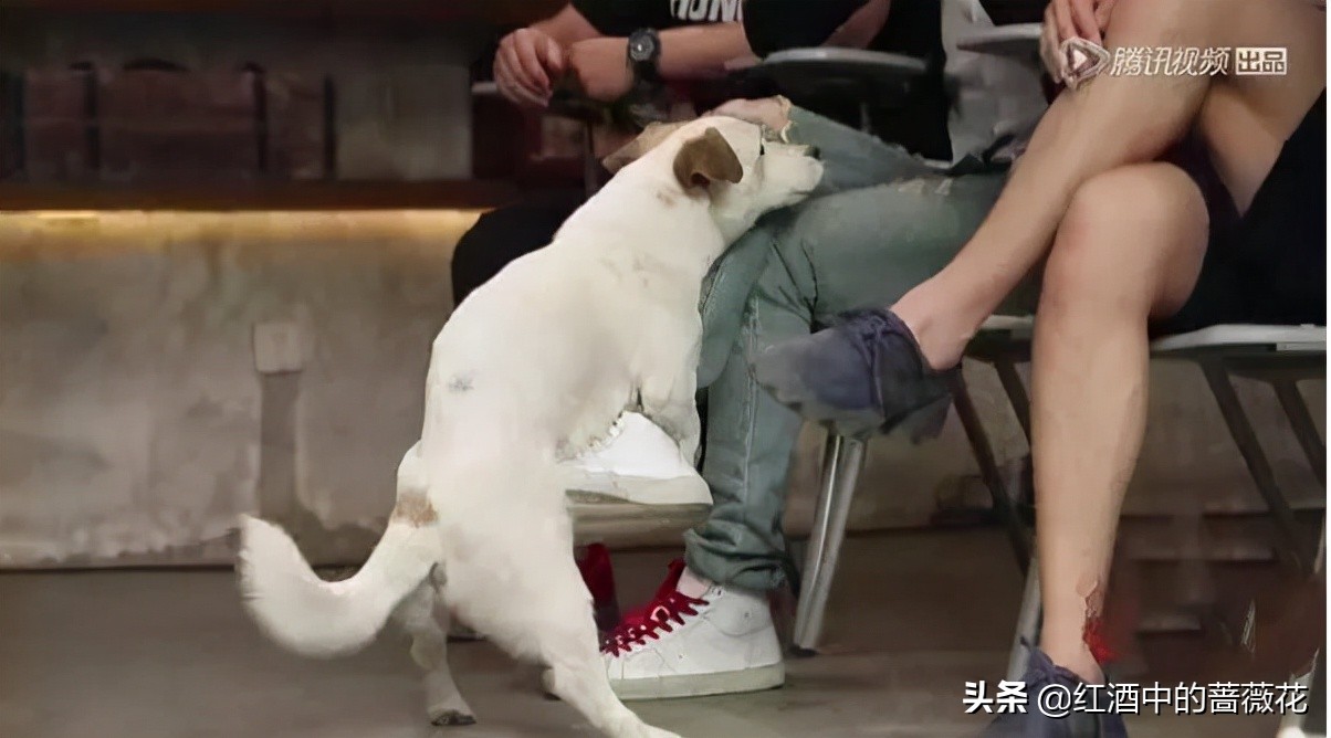 明星参加综艺尴尬场面，看过阮经天，才知道张小斐被说打呼不算啥