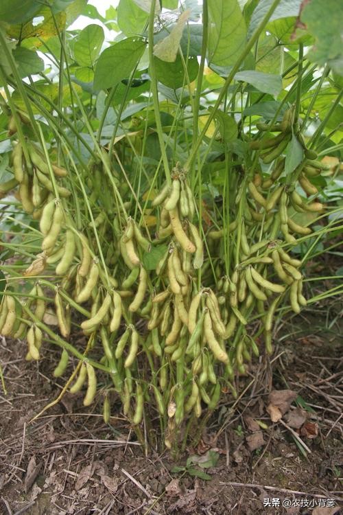 种大豆施什么化肥大豆能高产,大豆高产打什么药水大豆饱满