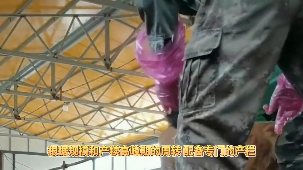 母牛接产，生产前后的准备和处理方法！