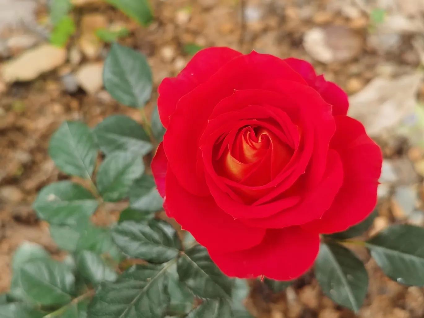 赏花旅游种什么花,春季去公园踏青上百种花让人眼花