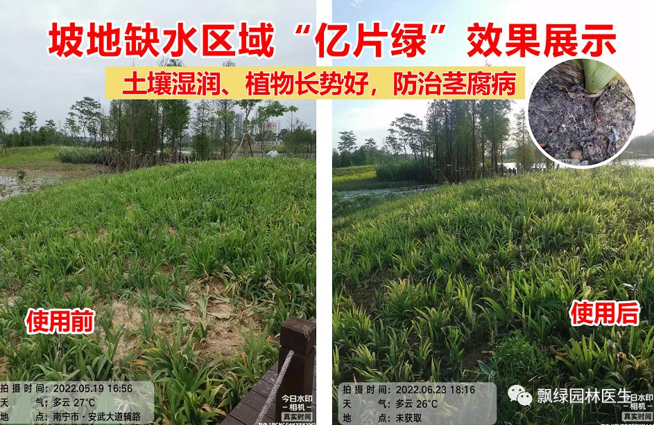 草坪苗木生长抑制最好方法,草坪灌木苗的养殖方法