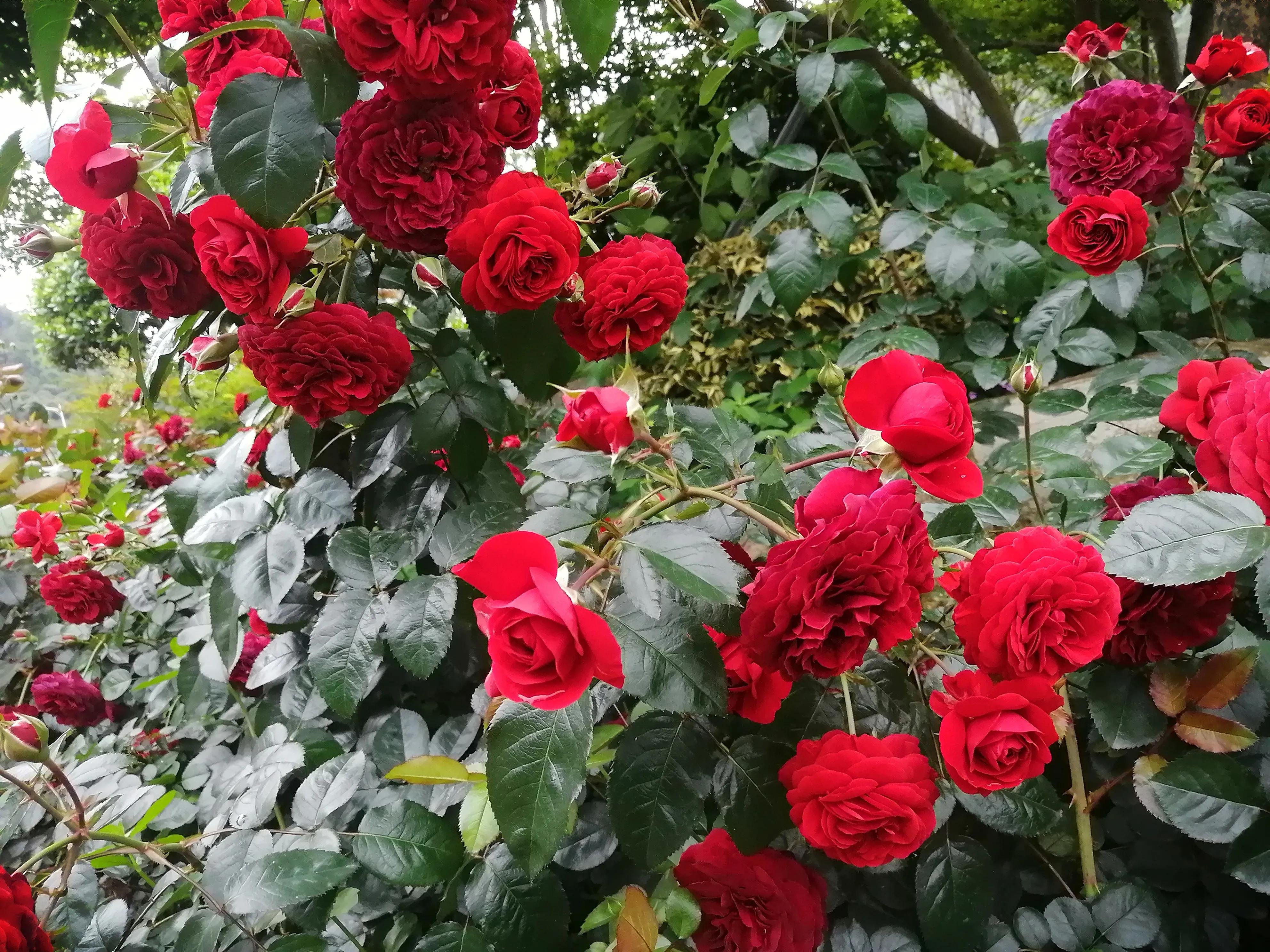 回娘家买车厘子,回娘家给父母和哥嫂买啥礼物