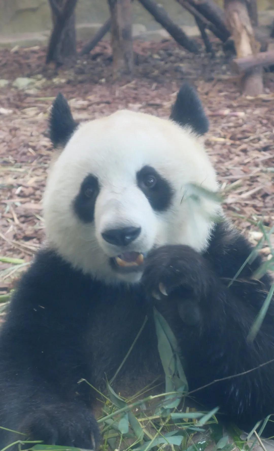 熊猫天团官宣成员,熊猫天团最新照片