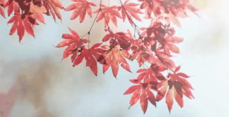 24节气秋分手抄报内容,24节气秋分闽南语解说