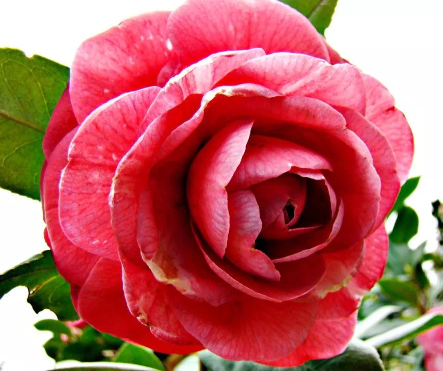 波浪山茶花,海岛山茶花