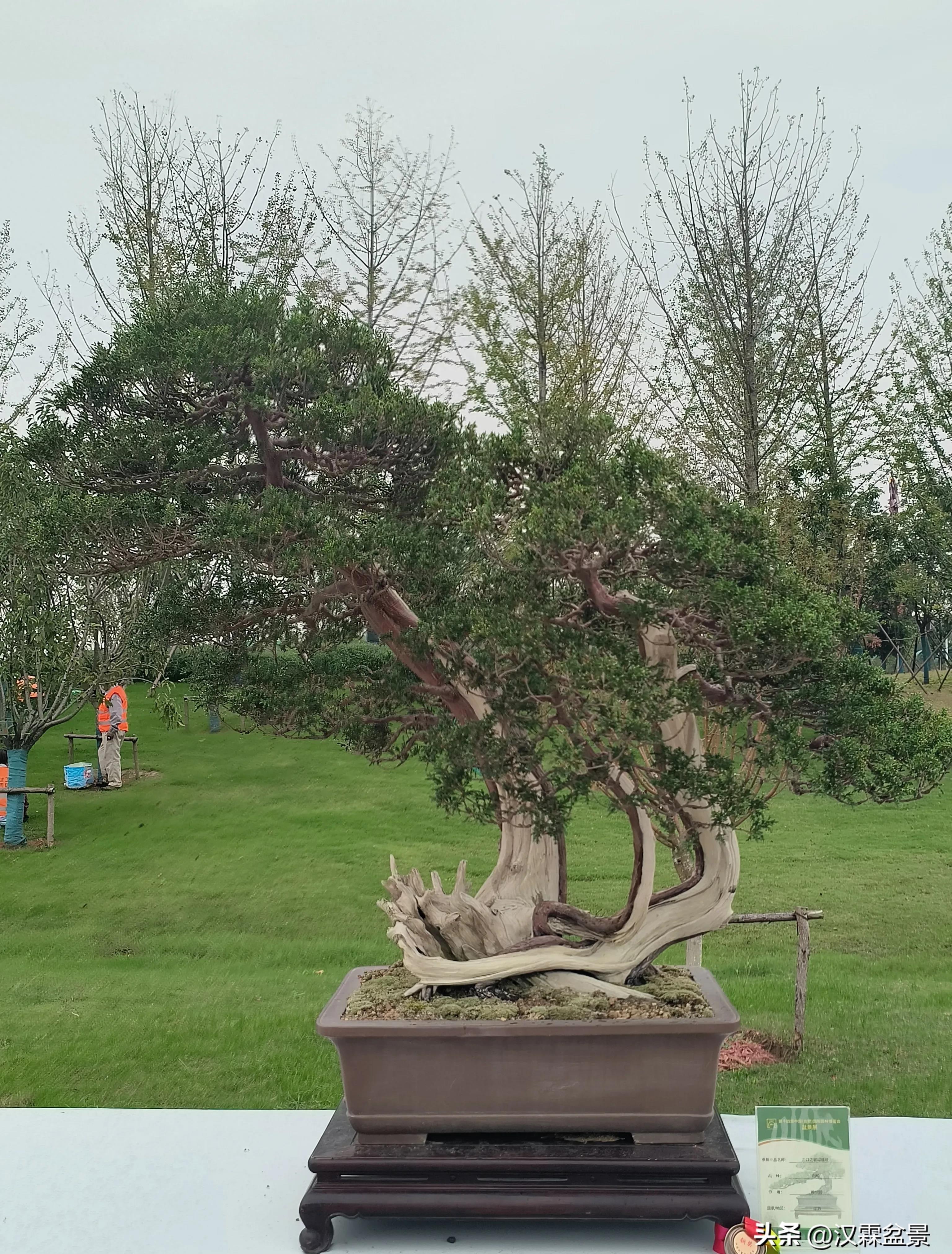 广州园林盆景展,精品大型盆景展会大全