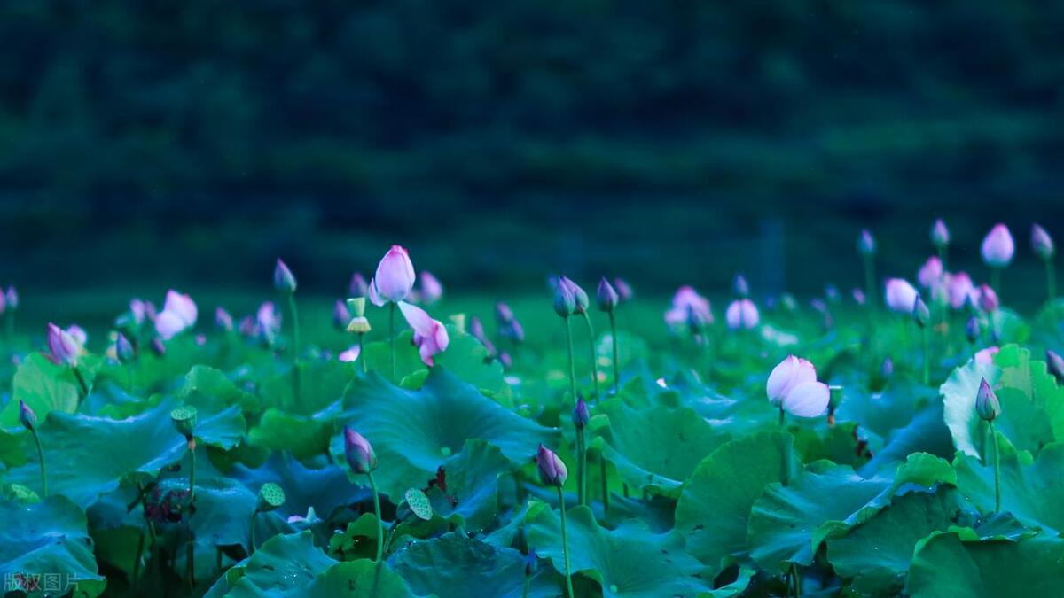 璐靛窞鍊煎緱鍘荤殑椋庢櫙灏忎紬,鏃呰璐靛窞浜斾釜缁濈編绉樺