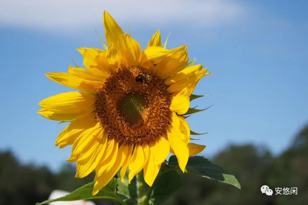 会展专业最好就业方向,你知道什么是茶艺