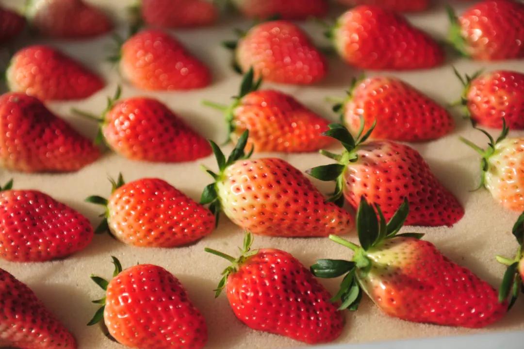 济南周边春季采摘一日游,冬季济南温泉旅游攻略