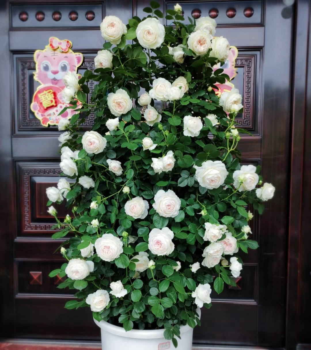 又香刺又多的月季,无刺又带香味的月季