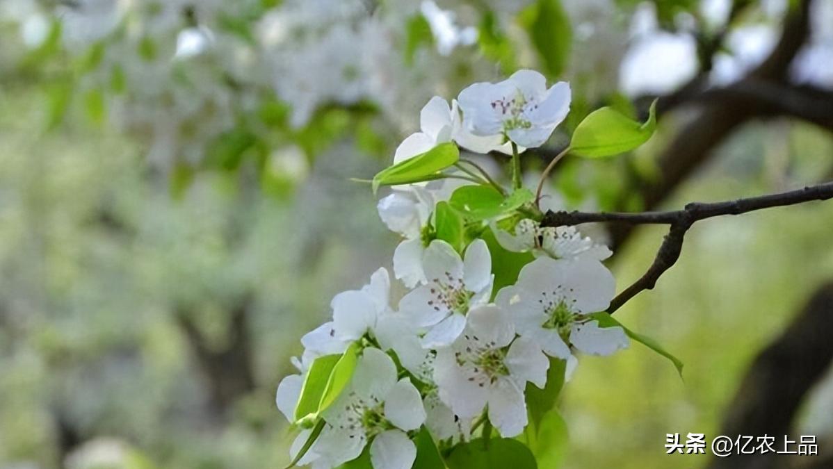 打什么药预防梨树二次开花,梨树冒新芽怎么预防