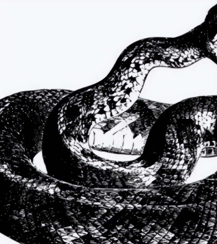 96年海南巨蟒,96年海南巨蟒事件真实情况