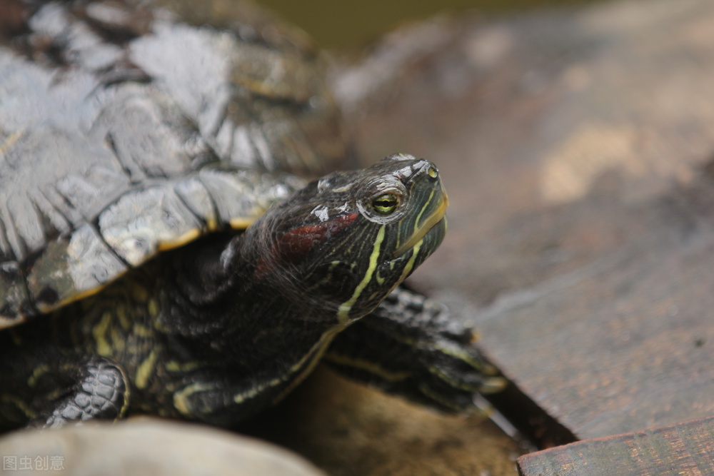 什么龟适合学生养,宿舍的温室龟