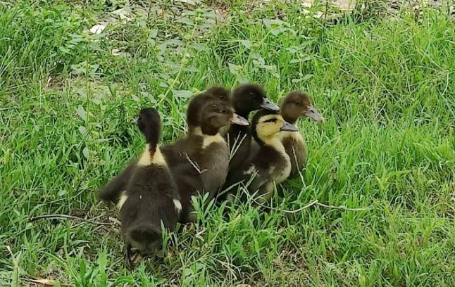 小鸭子怎样喂好养,小鸭子怎么喂养一天喂几次