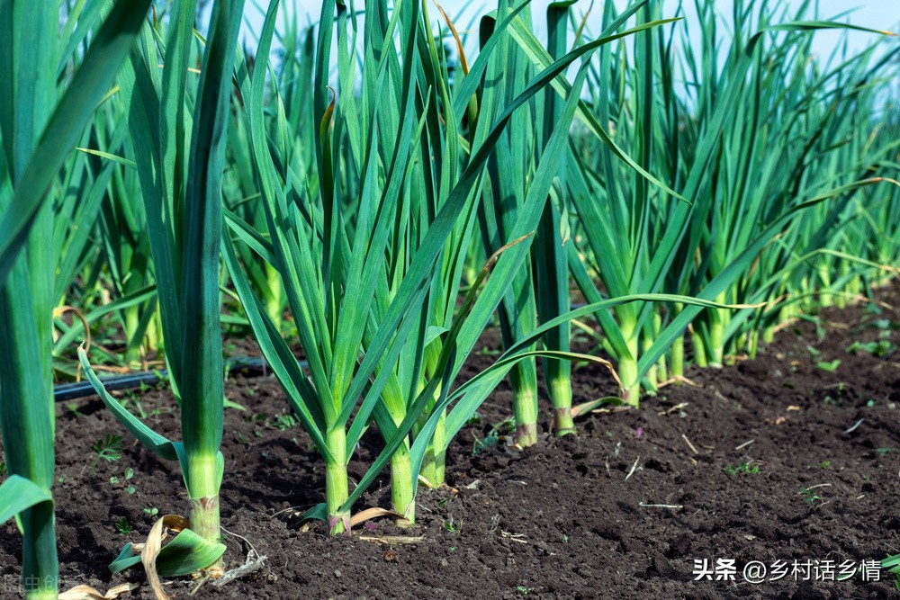 大蒜清明过后怎样浇水施肥,辽宁春分种大蒜什么时候施肥浇水