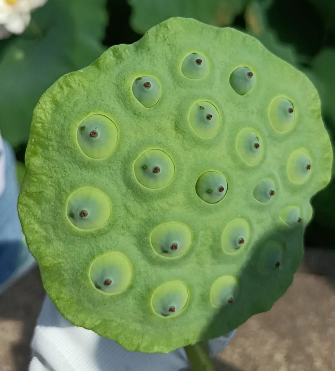 活水注入乡村振兴,乡村振兴的经验分享与最佳实践