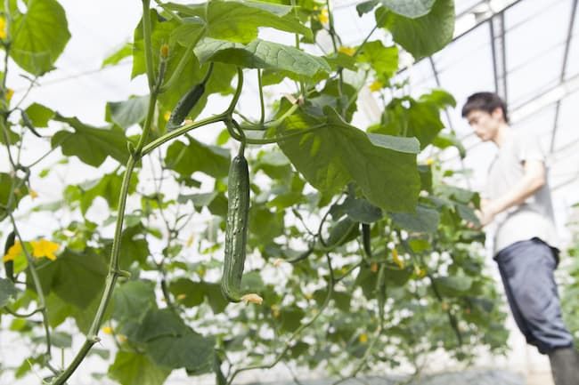 高端温室大棚造价是多少,生态温室每平多少钱