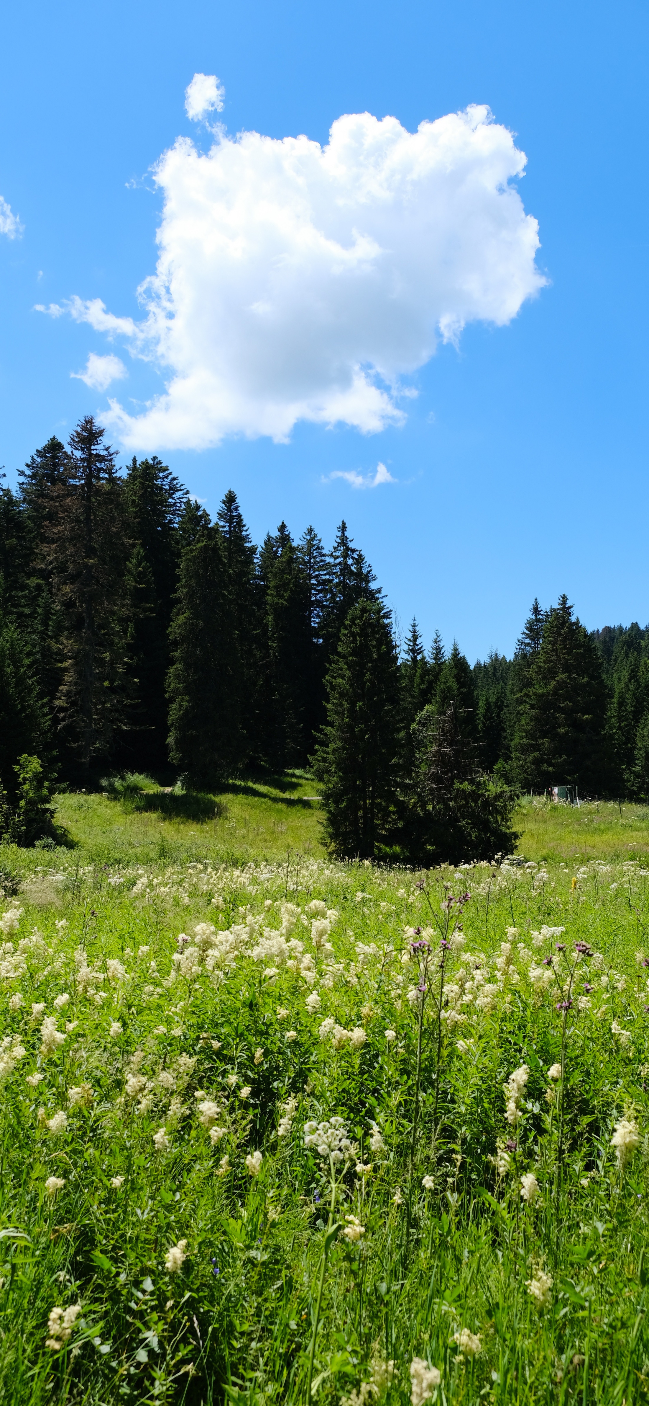 早安竖屏手机壁纸,早安图片最新手机壁纸