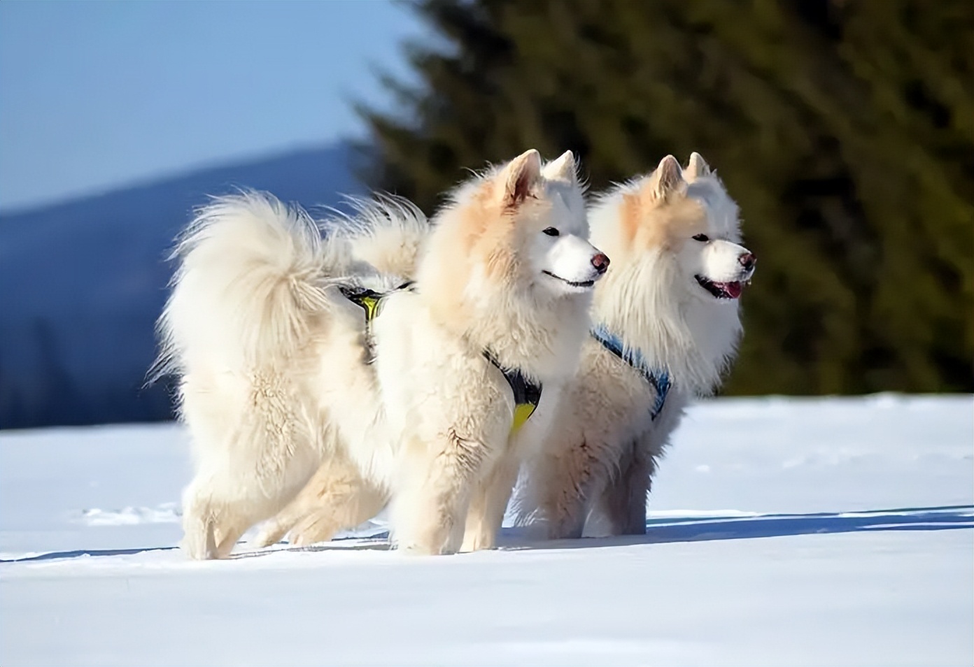 阿拉斯加和萨摩耶的优点和缺点,萨摩耶犬的缺点与优点