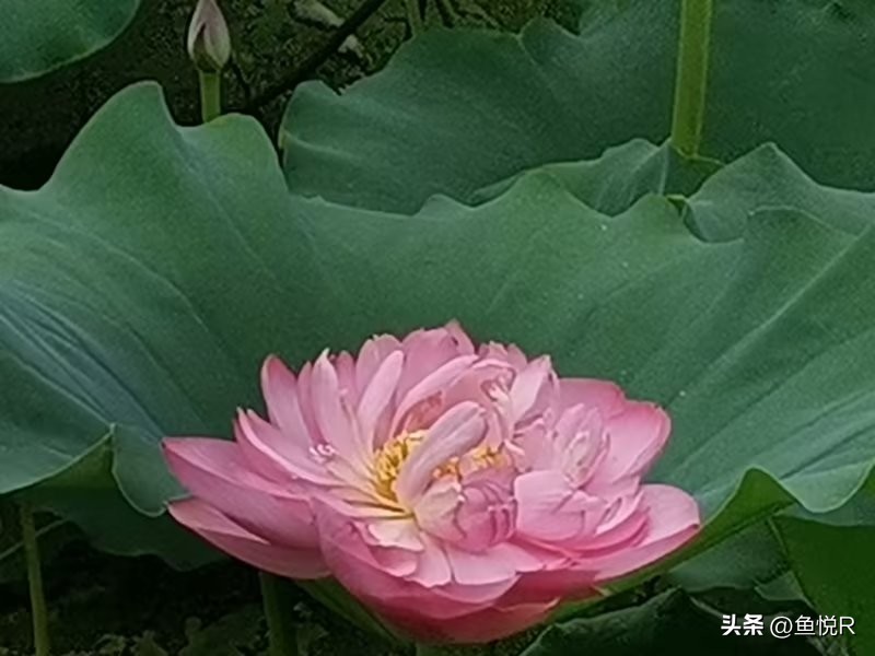 大暑到哪儿玩,大暑天气出来旅游