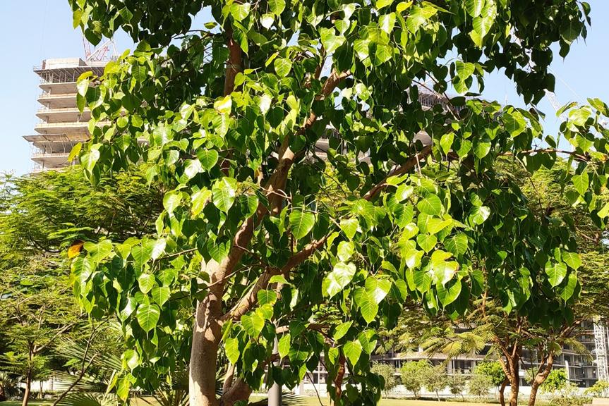 迪拜适合养什么植物,迪拜常见花草