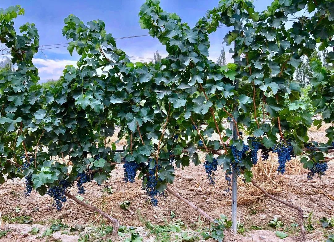 原来有这么多葡萄酒是“国家赞助”，不再是“没人在乎”