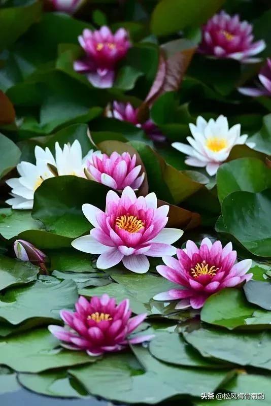 花儿朵朵开，香艳惹人爱，闻香觅花来，弄花香满衣