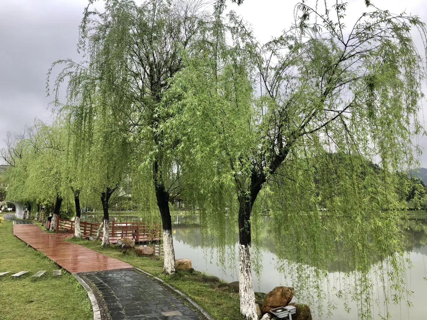 40首咏柳七绝现代,贺知章咏柳七绝