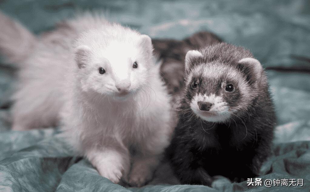 中国最后一位皇后婉容的下场,清朝最后一位皇后婉容照片