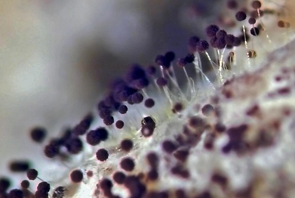 耳朵总是痒痒是身体哪里出问题了,耳朵经常痒得很是什么原因