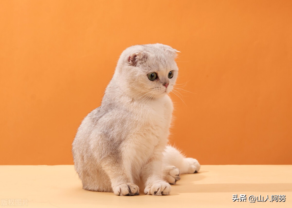 金星人欧米娜讲述太阳系栖息,金星人欧米娜是怎么来地球的