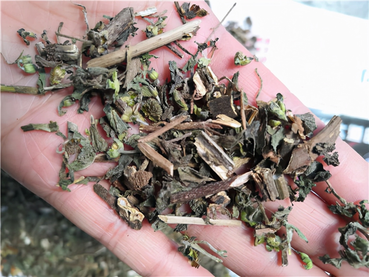 神仙草是什么样的,这才是正宗的神仙草