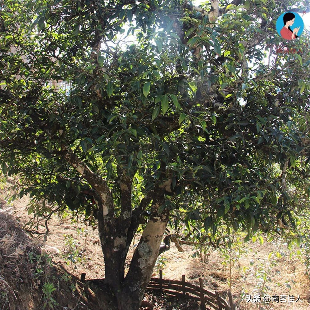 普洱茶一山一味什么意思啊,普洱一山一味是什么味