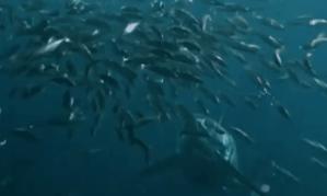 未解之谜深海巨蟒多大,海洋巨蟒真实图片大全