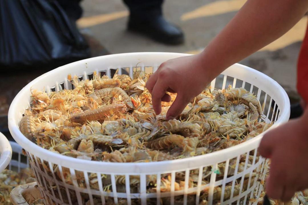 秦皇岛开海海鲜图片,开海后的生猛海鲜已抵达秦皇岛