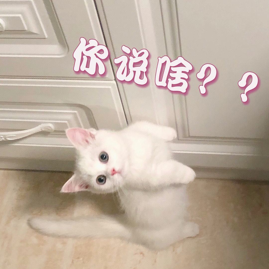 为什么说别养矮脚猫,矮脚猫的优缺点