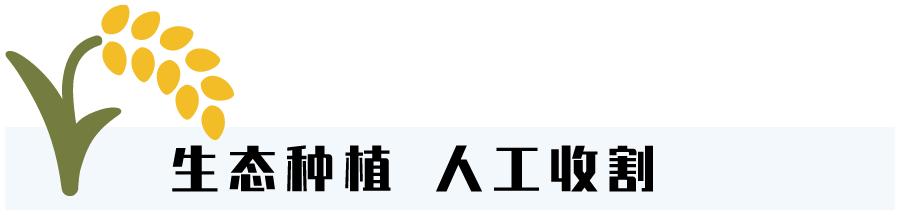 怎么辨认真正五常大米,五常大米稻花香2号如何辨别真假