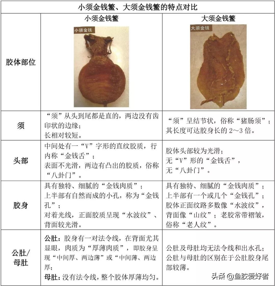 金钱鳘鱼胶行业中有鱼胶之王称号,最好的鳘鱼胶